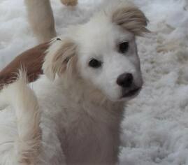 Golden Pyrenees Dogs for adoption in Plainfield, IL, USA