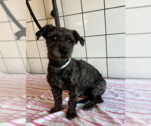 Mutt Dogs for adoption in Downey, CA, USA