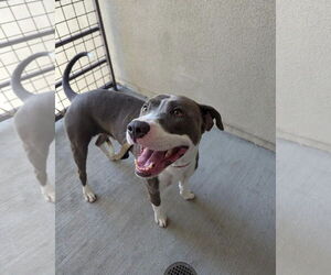 American Pit Bull Terrier Dogs for adoption in Dana Point, CA, USA