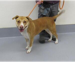 American Pit Bull Terrier Dogs for adoption in Louisville, KY, USA