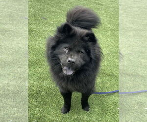 Chow Chow Dogs for adoption in Prescott, Ontario, Canada