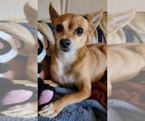 Chihuahua Dogs for adoption in Glendale , AZ, USA