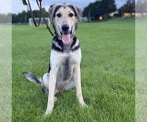 German Shepherd Dog-Great Pyrenees Mix Dogs for adoption in Brooklyn Center, MN, USA