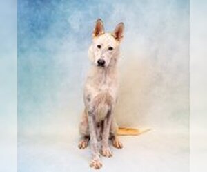 Mutt Dogs for adoption in Gainesville, GA, USA