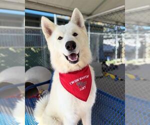 German Shepherd Dog-Unknown Mix Dogs for adoption in Chula Vista, CA, USA