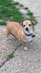 Chiweenie Dogs for adoption in Texarkana, TX, USA
