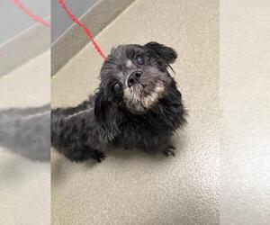 Maltese-Unknown Mix Dogs for adoption in Las Vegas, NV, USA