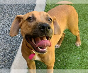 Mastiff-Unknown Mix Dogs for adoption in Moreno Valley, CA, USA