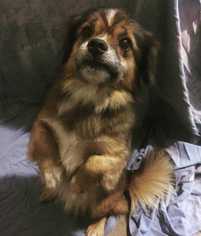 Tibetan Spaniel-Unknown Mix Dogs for adoption in Sylmar, CA, USA