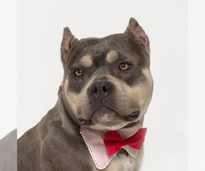 American Pit Bull Terrier Dogs for adoption in Santa Maria, CA, USA