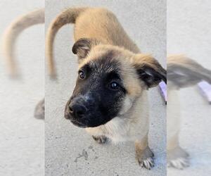 Great Pyrenees-Unknown Mix Dogs for adoption in Santa Cruz, CA, USA