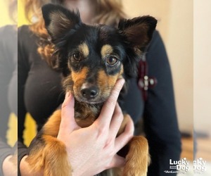 Chihuahua-Unknown Mix Dogs for adoption in Washington, DC, USA