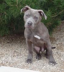 Medium Photo #1 American Staffordshire Terrier Puppy For Sale in Lake Forest, CA, USA