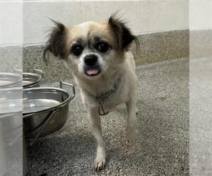 Chihuahua Dogs for adoption in Houston, TX, USA