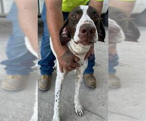 German Shorthaired Pointer Dogs for adoption in Tallahassee, FL, USA