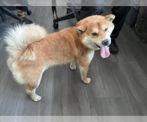 Shiba Inu Dogs for adoption in Rancho Cucamonga, CA, USA