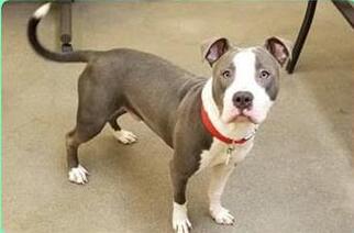 American Pit Bull Terrier Dogs for adoption in Sterling, VA, USA