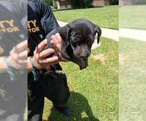 Labrador Retriever-Unknown Mix Dogs for adoption in Houston, TX, USA