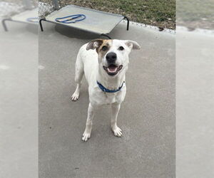 Labrador Retriever-Unknown Mix Dogs for adoption in Lee's Summit, MO, USA