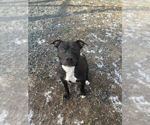 American Pit Bull Terrier Dogs for adoption in Brewster, MA, USA