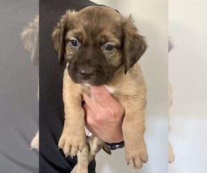 Plott Hound-Unknown Mix Dogs for adoption in Holly Springs, NC, USA