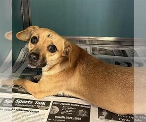 Chiweenie Dogs for adoption in San Antonio, TX, USA
