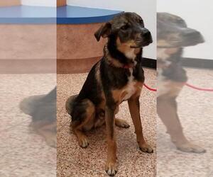 Mutt Dogs for adoption in Tucson, AZ, USA