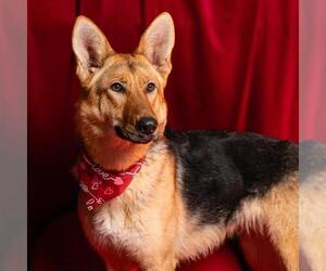 German Shepherd Dog Dogs for adoption in Camarillo, CA, USA