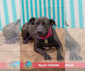 Labrador Retriever-Unknown Mix Dogs for adoption in Mobile, AL, USA