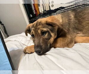 German Shepherd Dog Dogs for adoption in Modesto, CA, USA