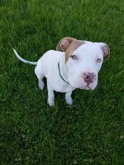 Bullypit Dogs for adoption in Maple Grove, MN, USA