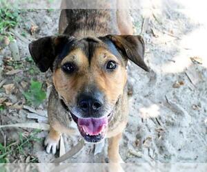 Mutt Dogs for adoption in Ocala, FL, USA