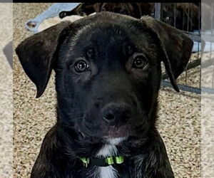 German Shepherd Dog-Unknown Mix Dogs for adoption in Canton, CT, USA