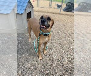 Boxer Dogs for adoption in Virginia Beach, VA, USA