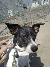 Rat Terrier Dogs for adoption in Eldora, IA, USA