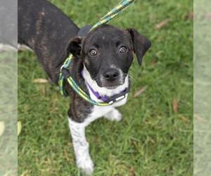 Jack Russell Terrier-Unknown Mix Dogs for adoption in San Diego, CA, USA