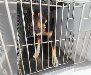 American Pit Bull Terrier Dogs for adoption in Bakersfield, CA, USA
