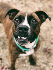 Boxer-Unknown Mix Dogs for adoption in Norfolk, VA, USA