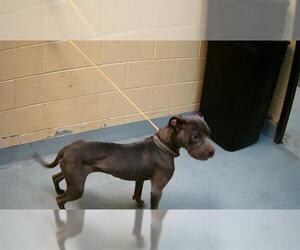 American Pit Bull Terrier-Unknown Mix Dogs for adoption in Tulsa, OK, USA