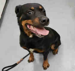 Rottweiler Dogs for adoption in Peoria, IL, USA