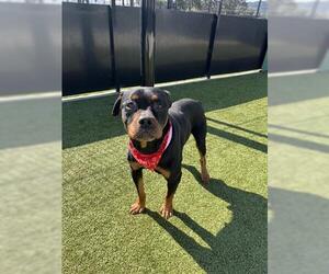 Rottweiler Dogs for adoption in San Martin, CA, USA