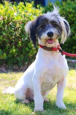 Bearded Collie-Tibetan Terrier Mix Dogs for adoption in El Cajon, CA, USA