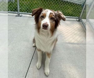 Australian Shepherd Dogs for adoption in Muskegon, MI, USA