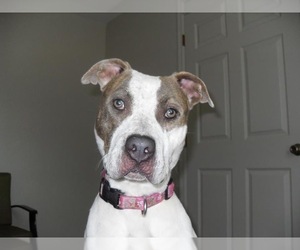 American Bulldog Dogs for adoption in Eastman, GA, USA