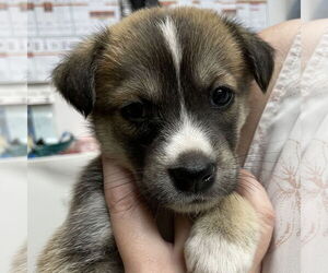 Mutt Dogs for adoption in Fargo, ND, USA