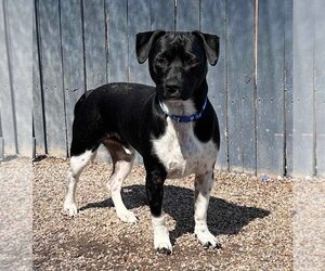 Jack Chi Dogs for adoption in Phoenix, AZ, USA