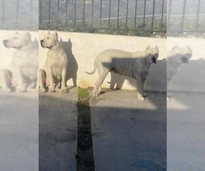 Dogo Argentino Dogs for adoption in Dana Point, CA, USA