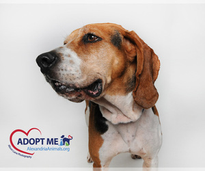 Treeing Walker Coonhound Dogs for adoption in Alexandria, VA, USA