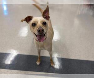 Chihuahua-Unknown Mix Dogs for adoption in Santa Rosa, CA, USA