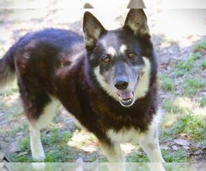 German Shepherd Dog-Huskies Mix Dogs for adoption in Tallahassee, FL, USA